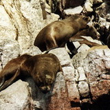 Ballestas - Sealions